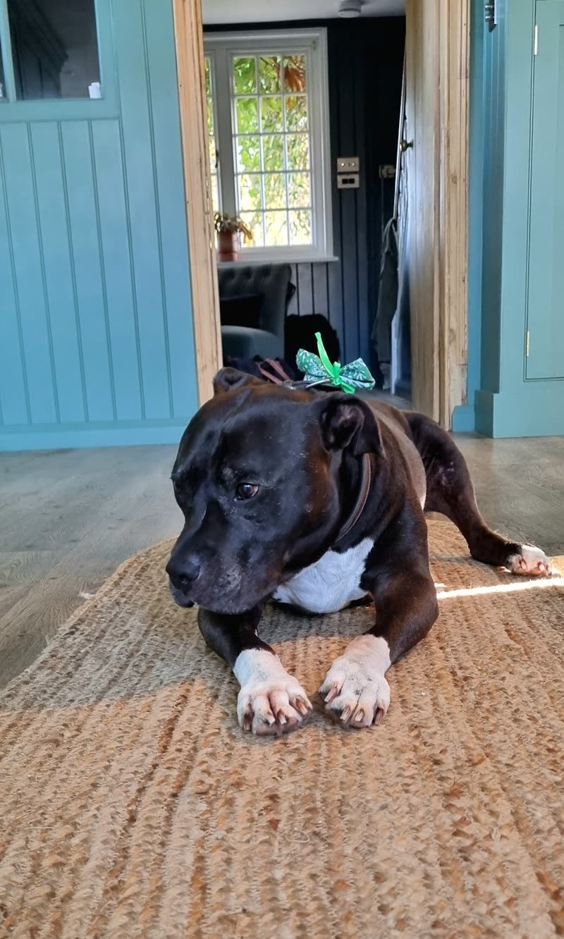 A black-and-white staffie lying on a jute rug in the teal grooming room, wearing a mint bandana after its groom
