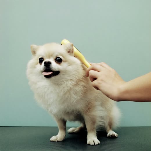 A small dog being brushed out on the grooming table