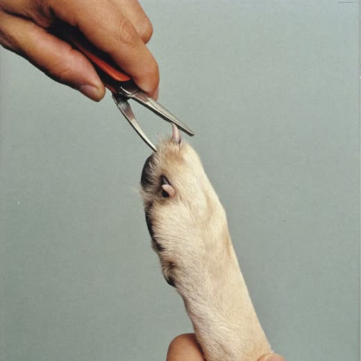 A dog's paw having its nails clipped
