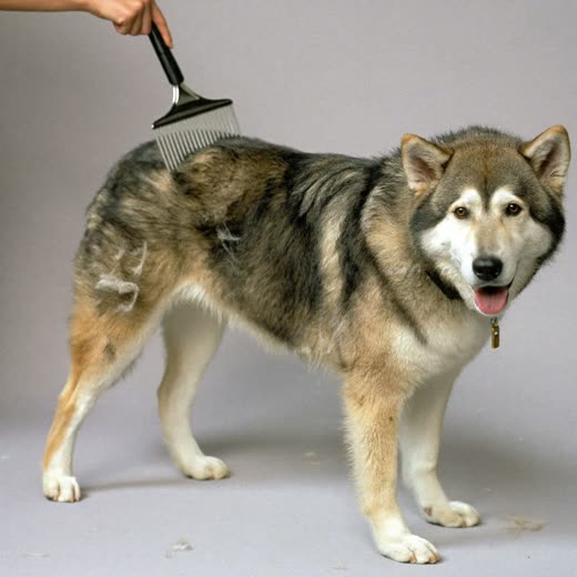 A thick-coated dog being de-shedded with a comb